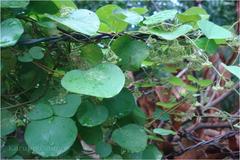 Cissampelos pareira var. hirsuta